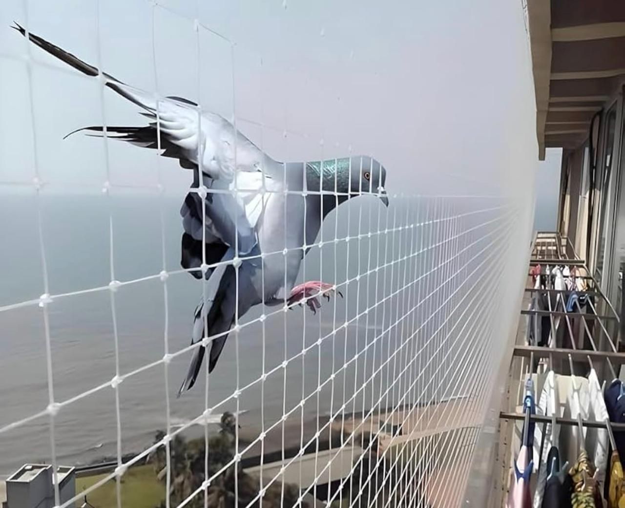 Pigeon / Bird Safety Nets: Pigeon and bird safety net installation by SafeGuard Nets & Grills, photo 1